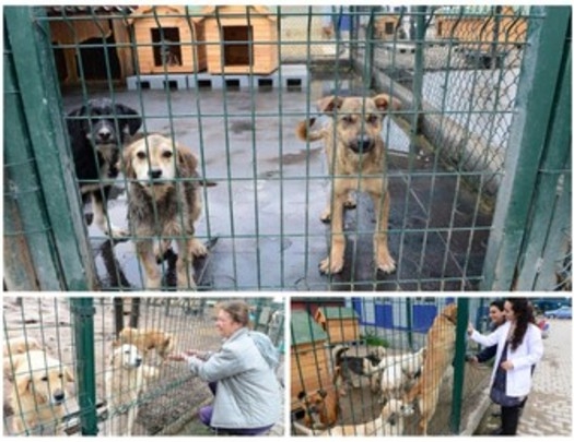 Sokak hayvanlarına 5 yıldızlı bakım