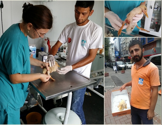 Ayağı kırık ördeği çöpten çıkardı