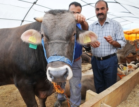 Bu kurbanlıklar iki küpeli