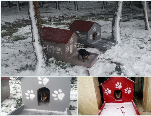 Onlar şimdi sıcak yuvalarında