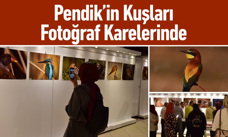 Pendik’in Kuşları Fotoğraf Karelerinde