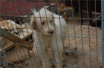 Veteriner İşleri Müdürlüğü Keneyle Mücadeleye Köpeklerden Başladı