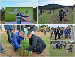 Pendik'te ağaçsız alan kalmıyor