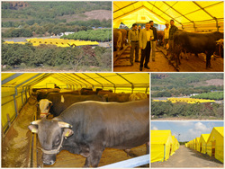 Kurbanlık için adres Kurnaköy